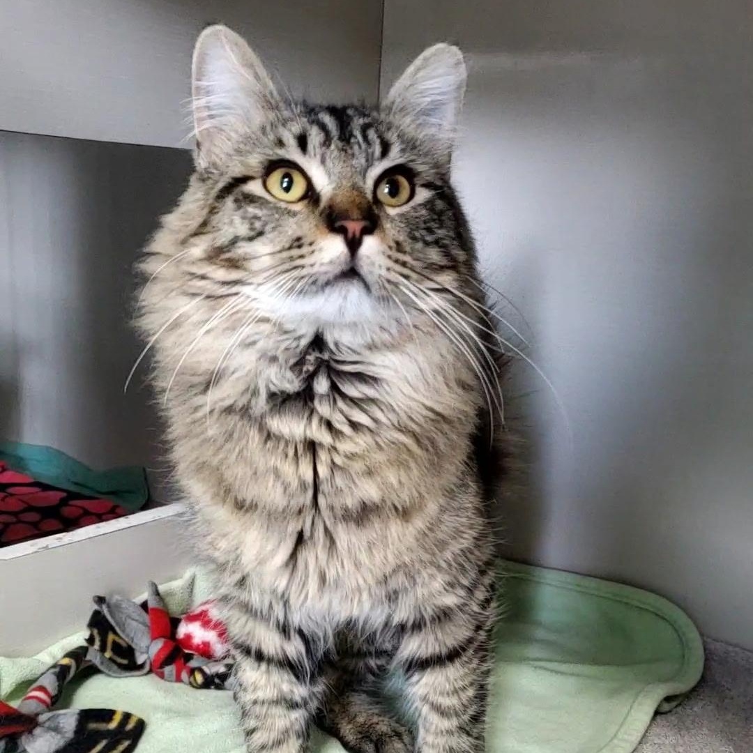 Croc, an adopted Domestic Long Hair in Hutchinson, MN image 2/5