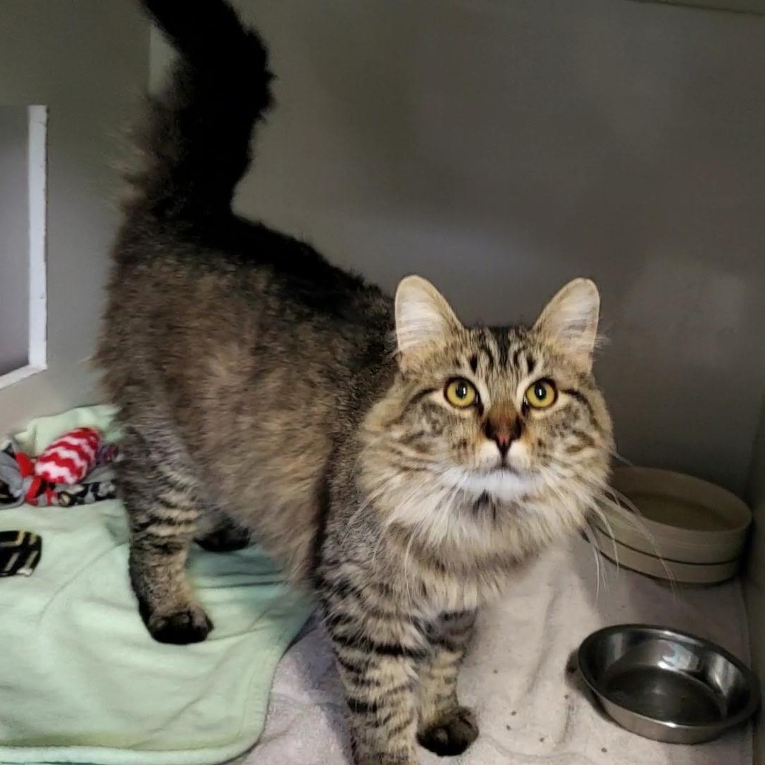 Croc, an adopted Domestic Long Hair in Hutchinson, MN image 1/5