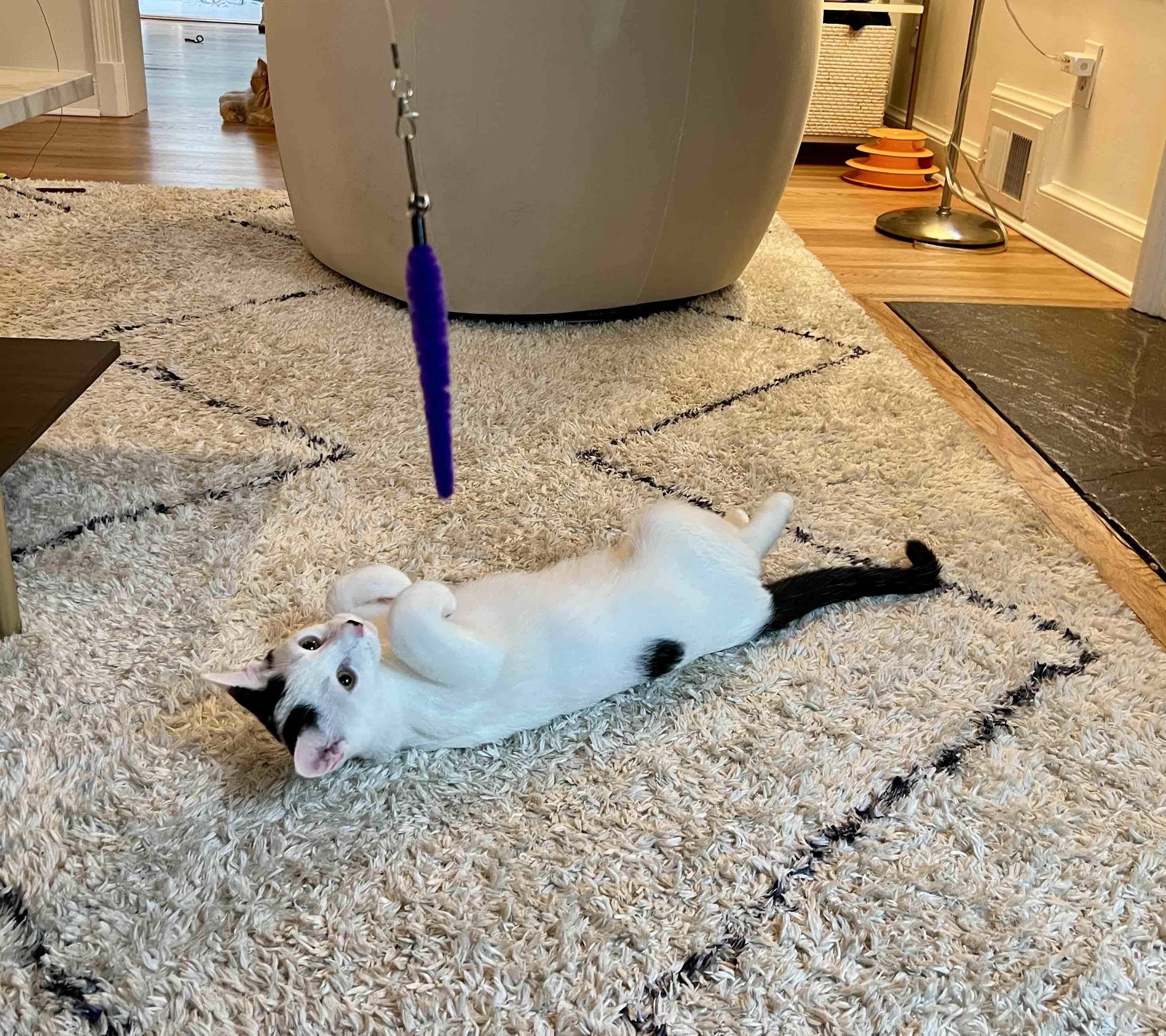 Enzo, an adopted Domestic Short Hair in Fairfax, VA image 3/5
