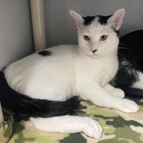 Enzo, an adopted Domestic Short Hair in Fairfax, VA image 2/5