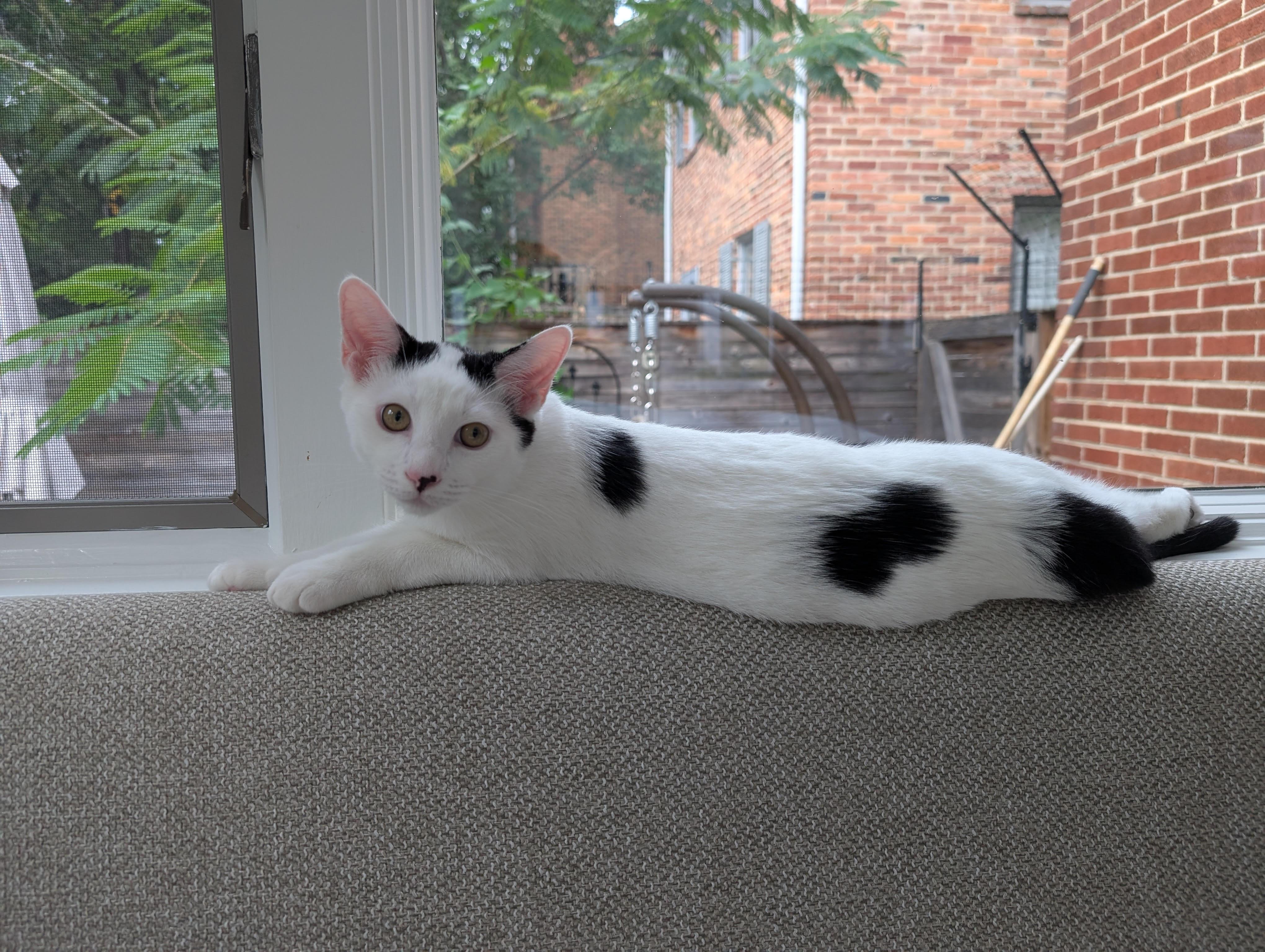 Enzo, an adopted Domestic Short Hair in Fairfax, VA image 4/5