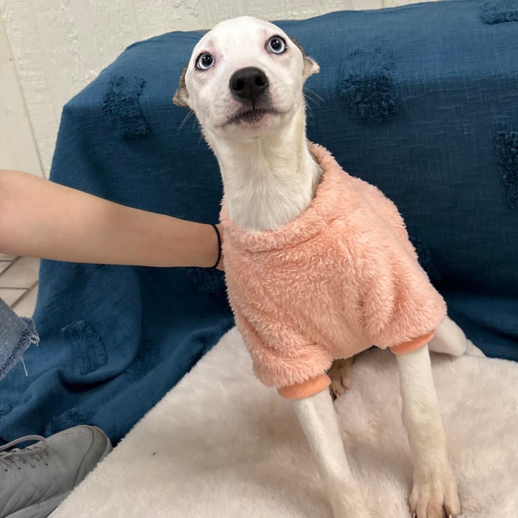 Enlarge Serena, a Adoptable mixed breed in Tulsa, OK image 3/6