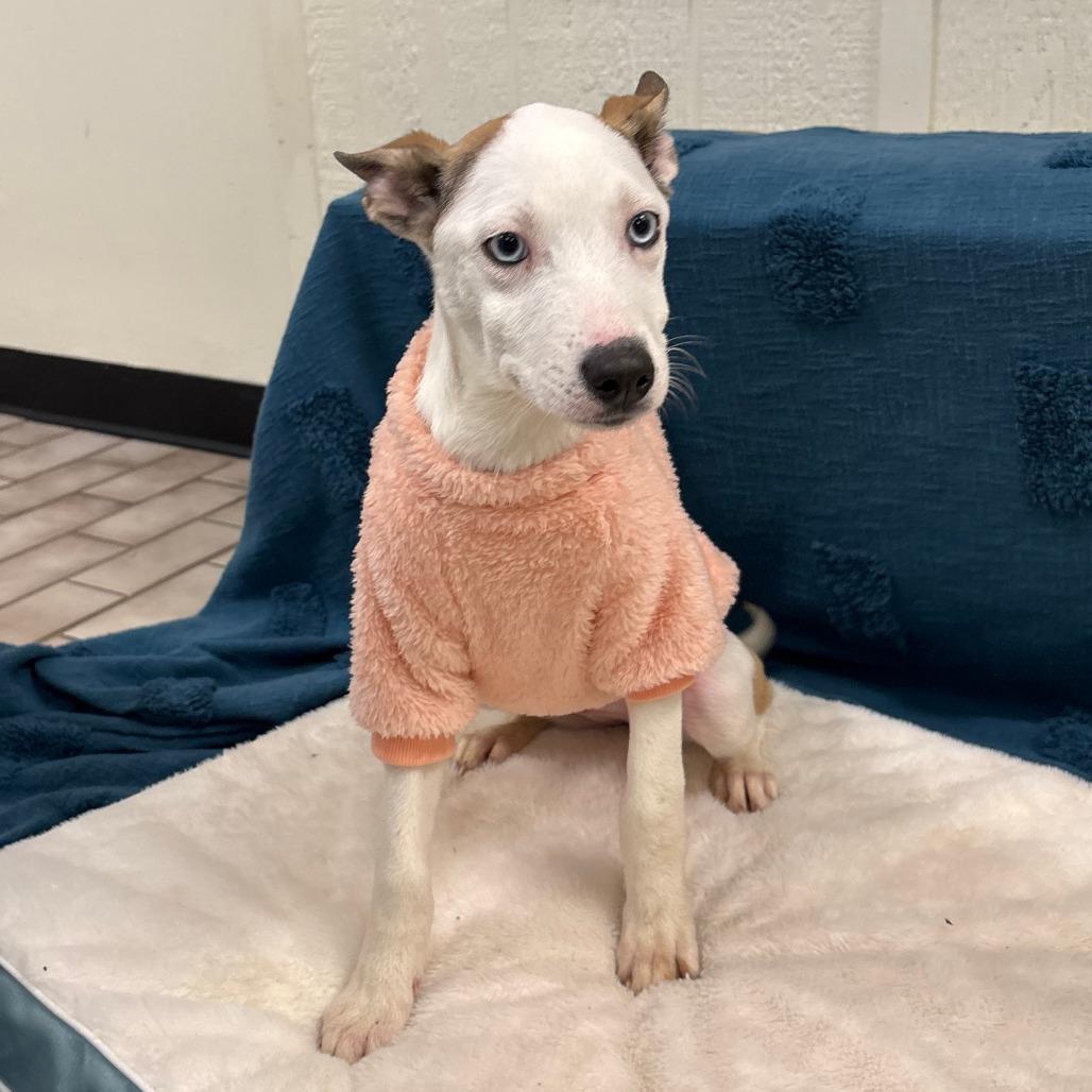 Enlarge Serena, a Adoptable mixed breed in Tulsa, OK image 4/6