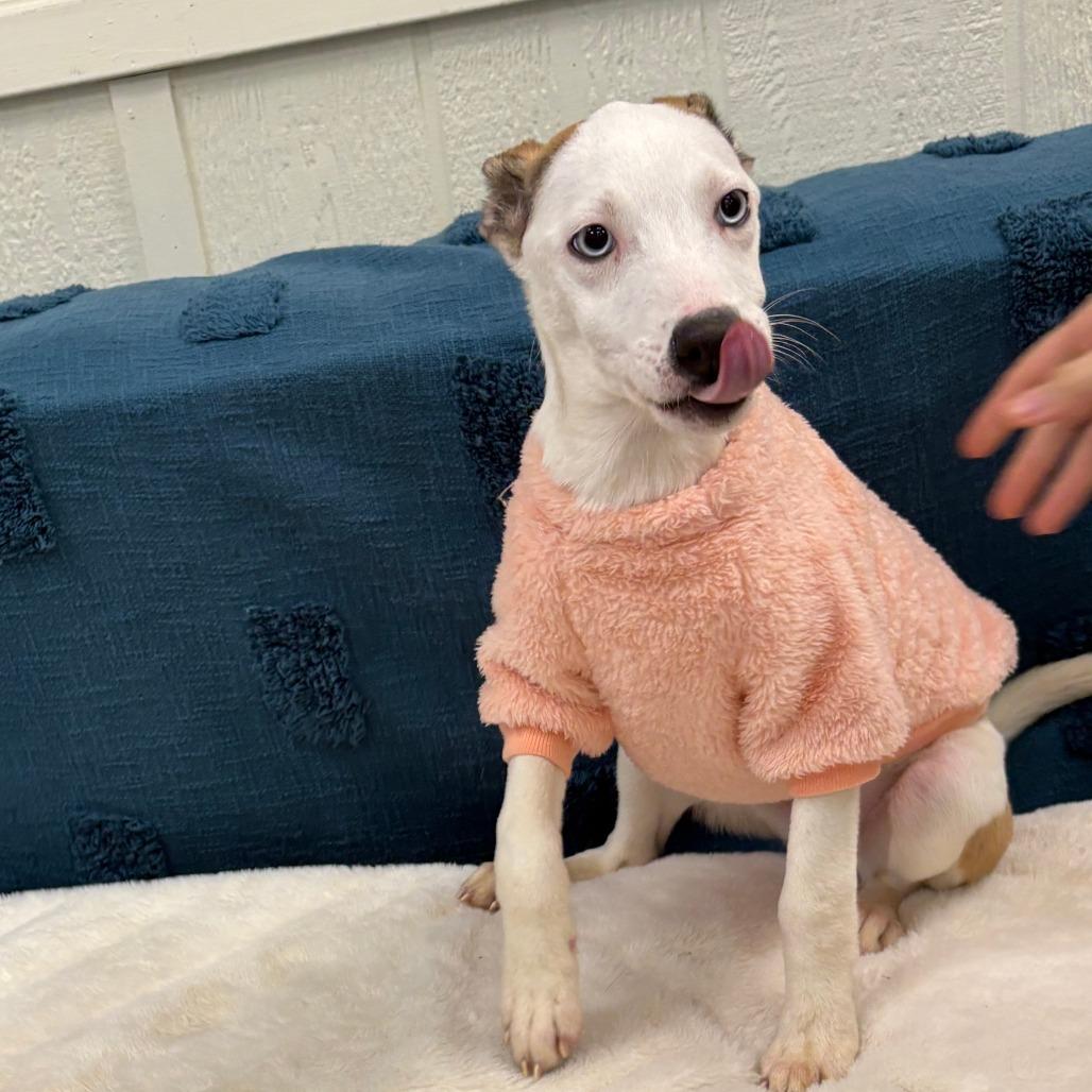 Enlarge Serena, a Adoptable mixed breed in Tulsa, OK image 5/6