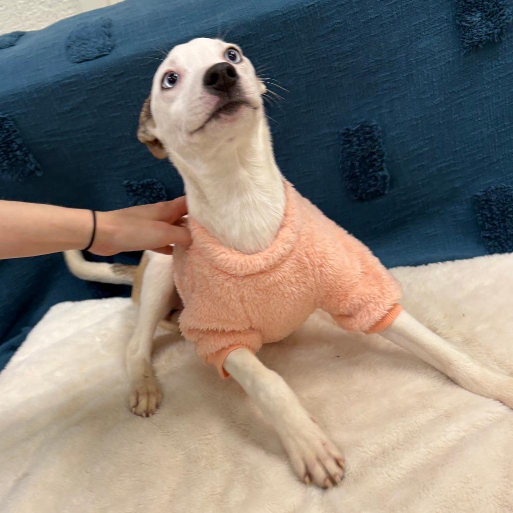 Enlarge Serena, a Adoptable mixed breed in Tulsa, OK image 6/6