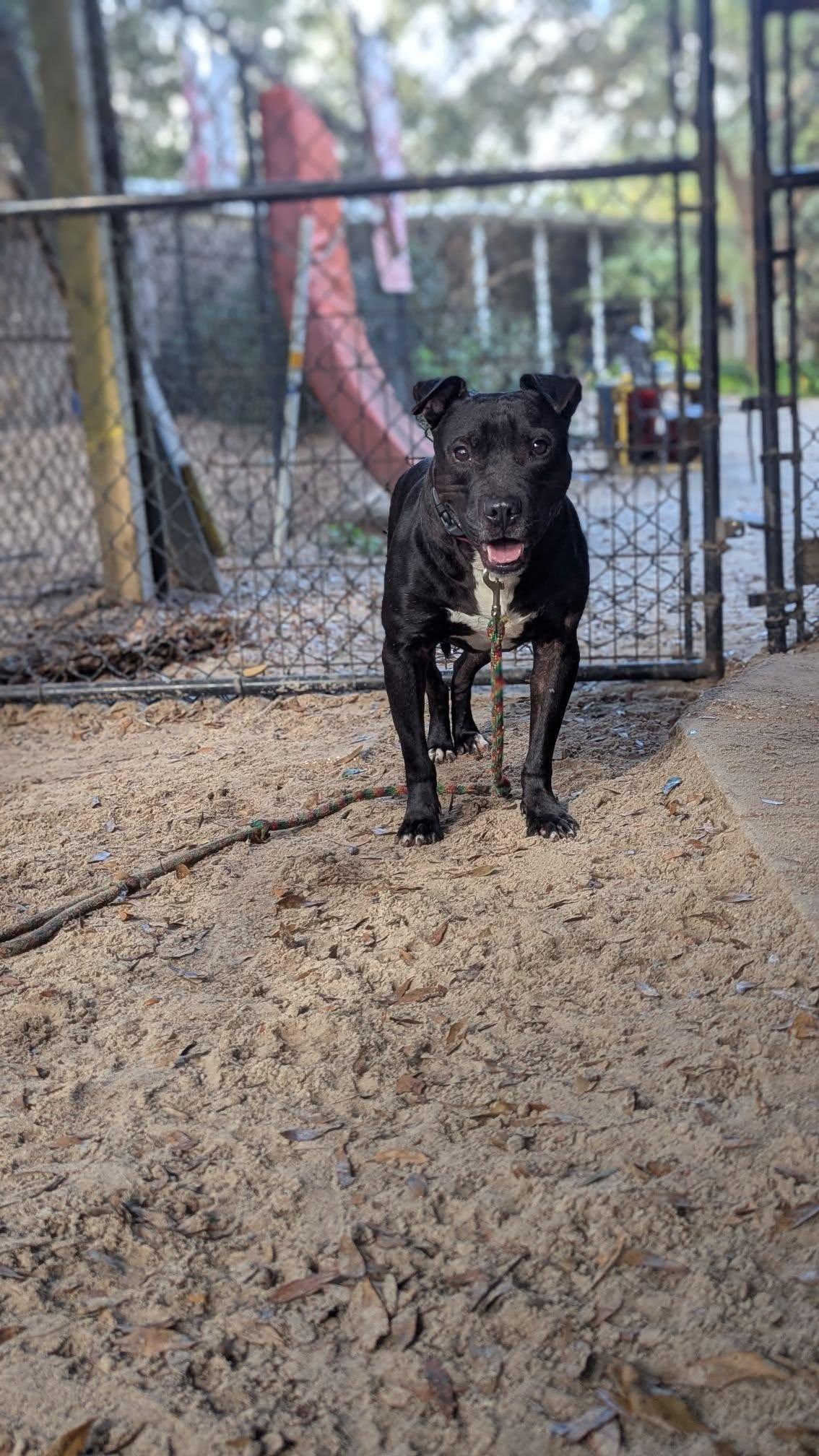 Thunder, Adoptable, Adult Male Hound.
