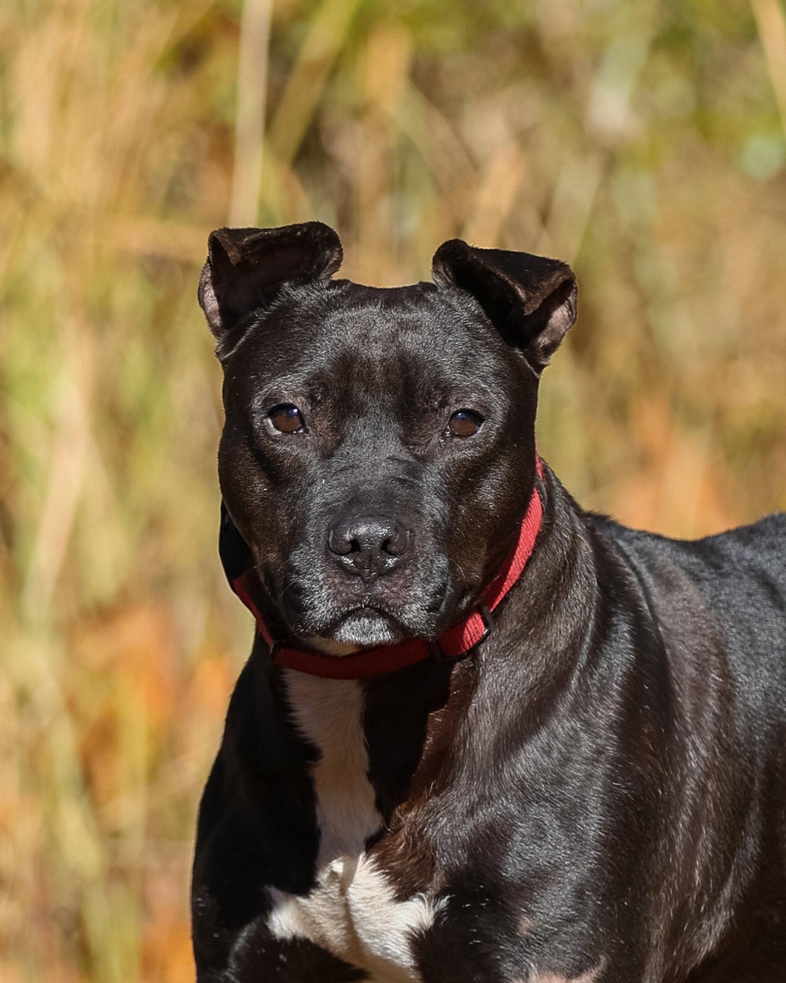 Thunder, Adoptable, Adult Male Hound.