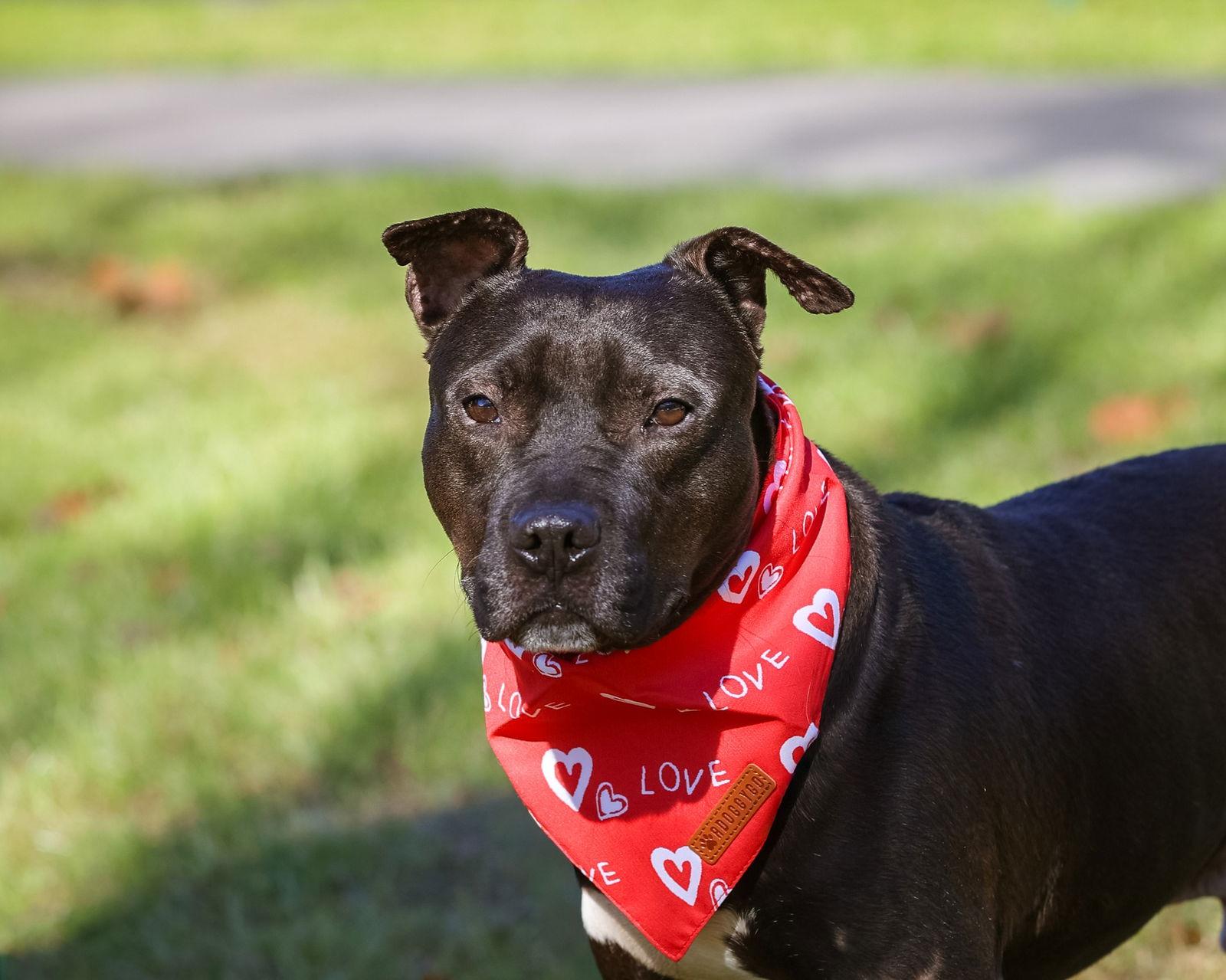 Enlarge Thunder, a Adoptable Hound in Gainesville, FL image 1/3