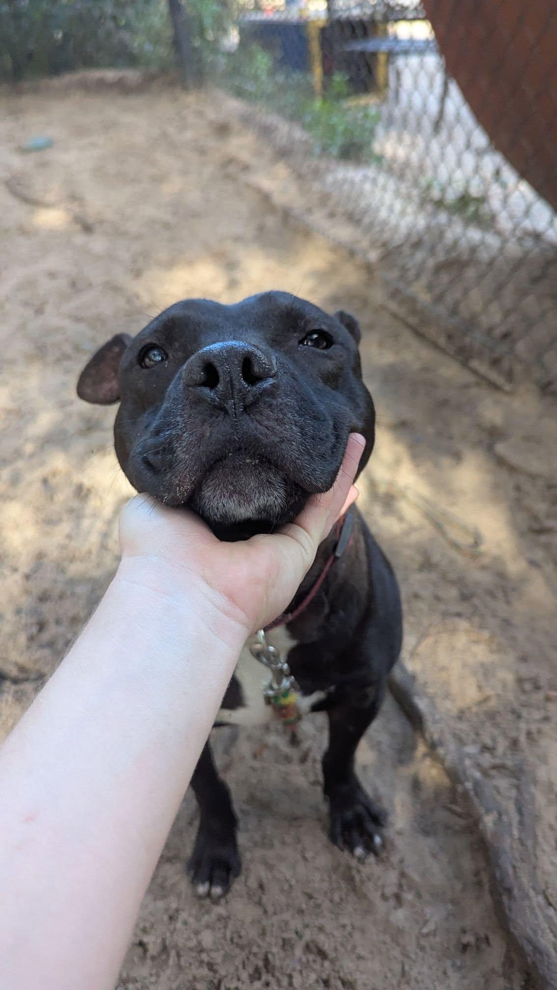 Enlarge Thunder, a Adoptable Hound in Gainesville, FL image 2/2