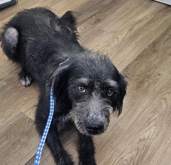 May, Adoptable, Adult Female Terrier.