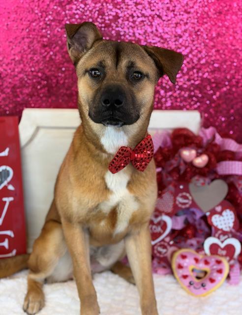 ENRIQUE, Adoptable, Young Male Pit Bull Terrier & Husky.