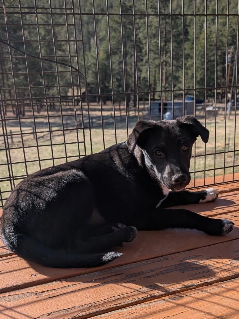Haaga, a Adoptable mixed breed in Fort Lupton, CO image 1/5