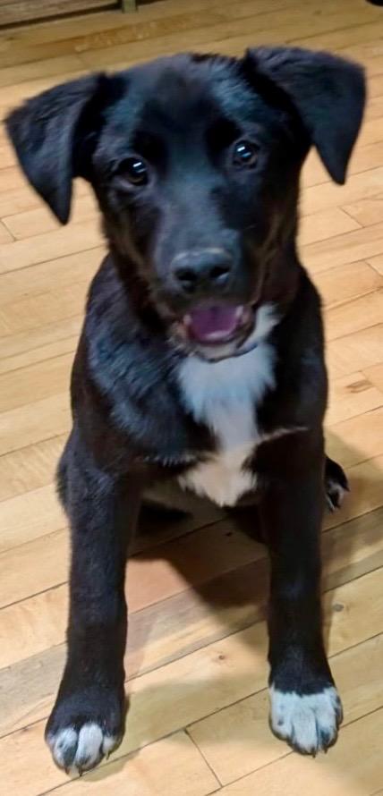 Haaga, a Adoptable mixed breed in Fort Lupton, CO image 2/5