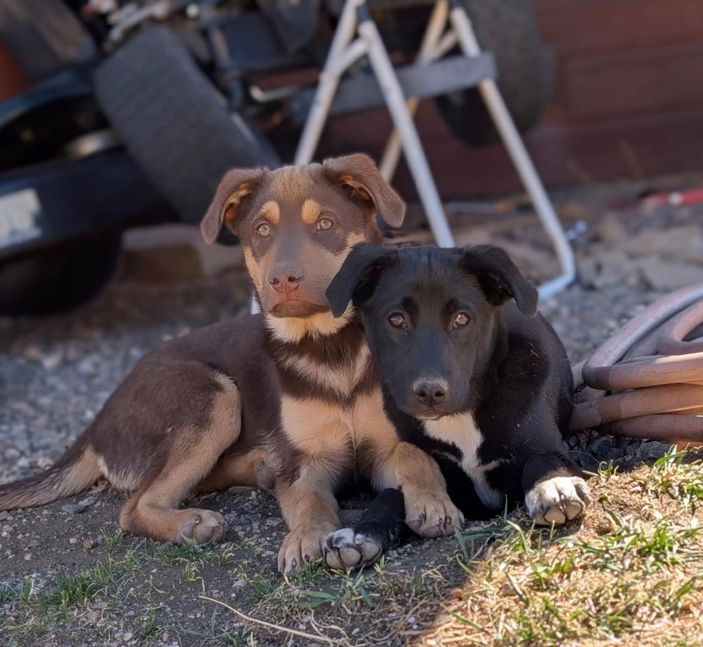 Haaga, a Adoptable mixed breed in Fort Lupton, CO image 3/5