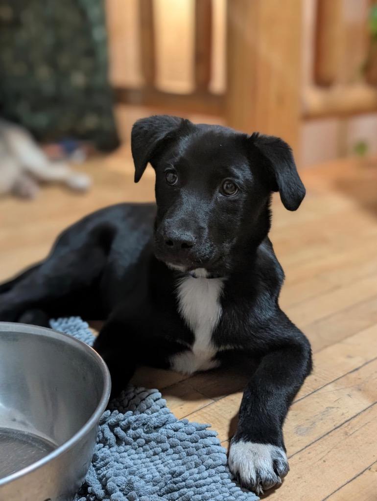 Haaga, a Adoptable mixed breed in Fort Lupton, CO image 4/5
