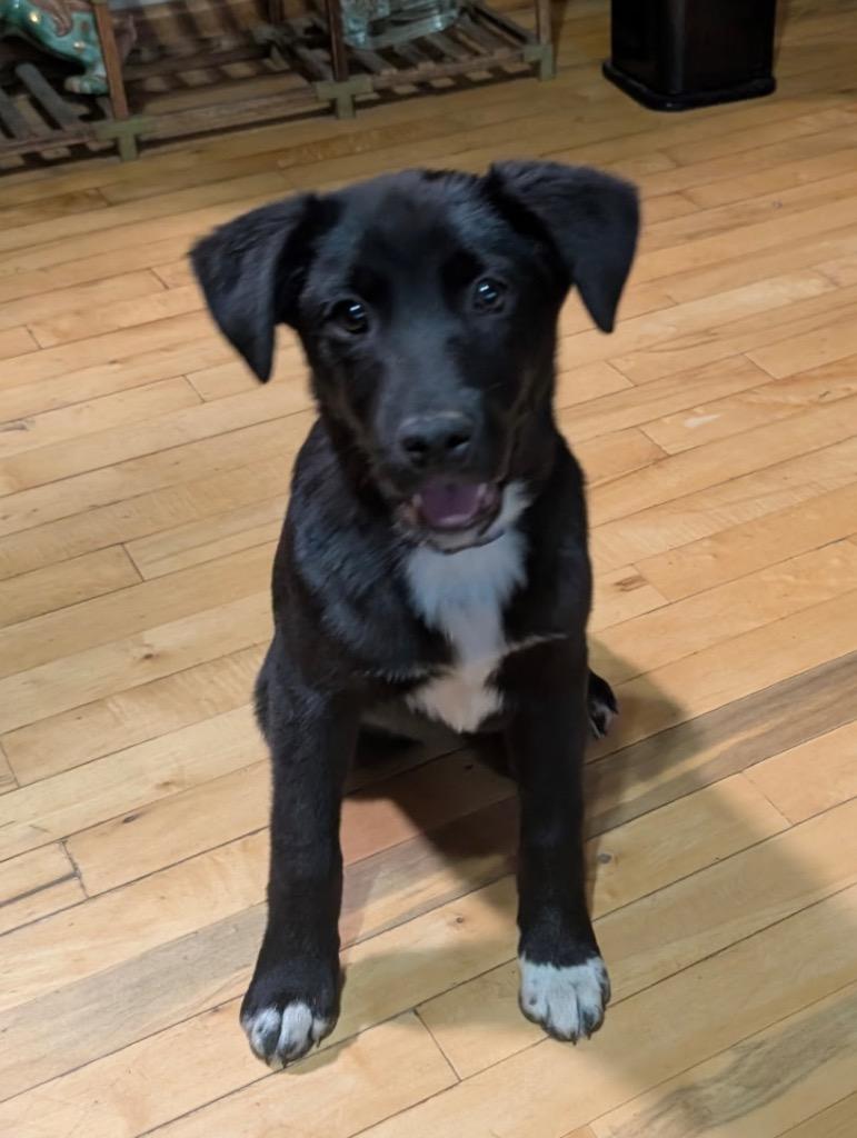 Haaga, a Adoptable mixed breed in Fort Lupton, CO image 5/5