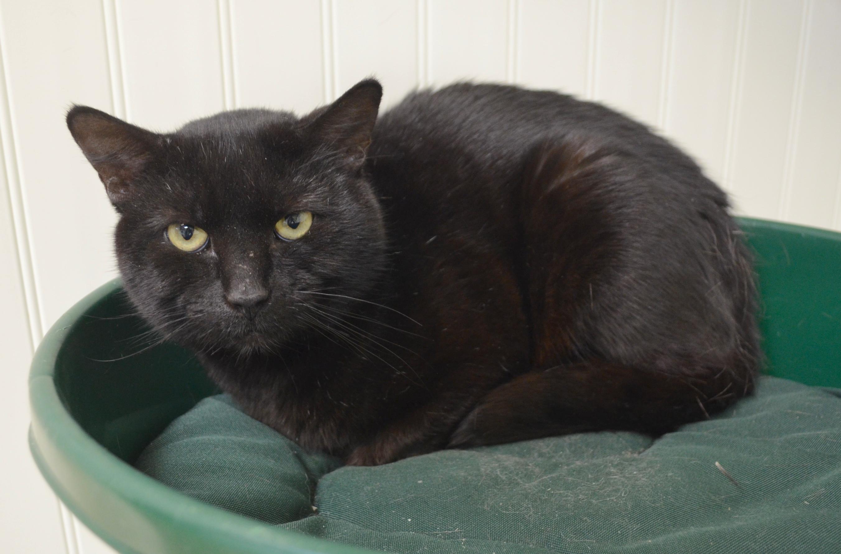 Rugby, a ADOPTABLE Domestic Short Hair in Westbrook, CT image 2/5