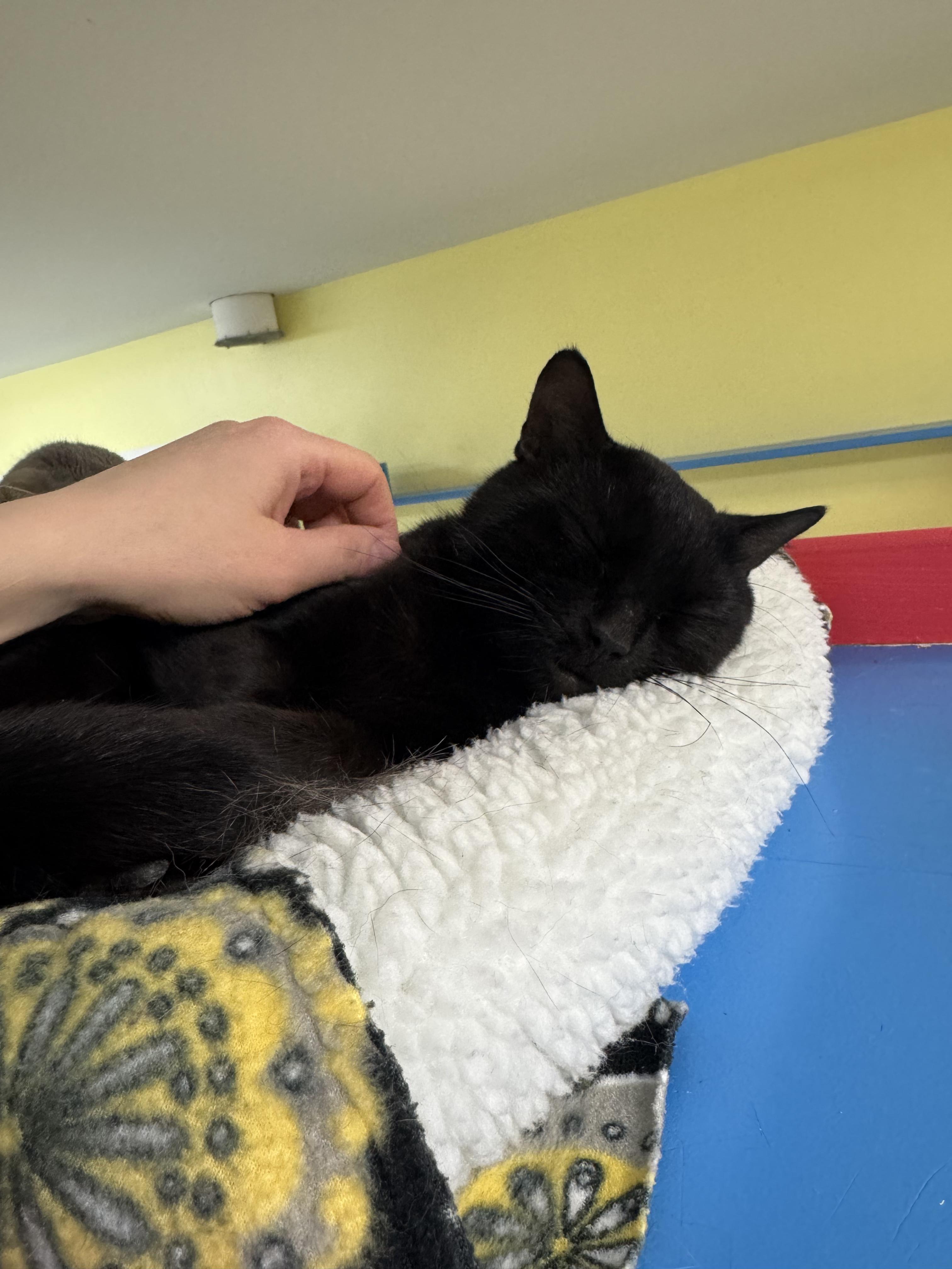 Rugby, a ADOPTABLE Domestic Short Hair in Westbrook, CT image 4/5