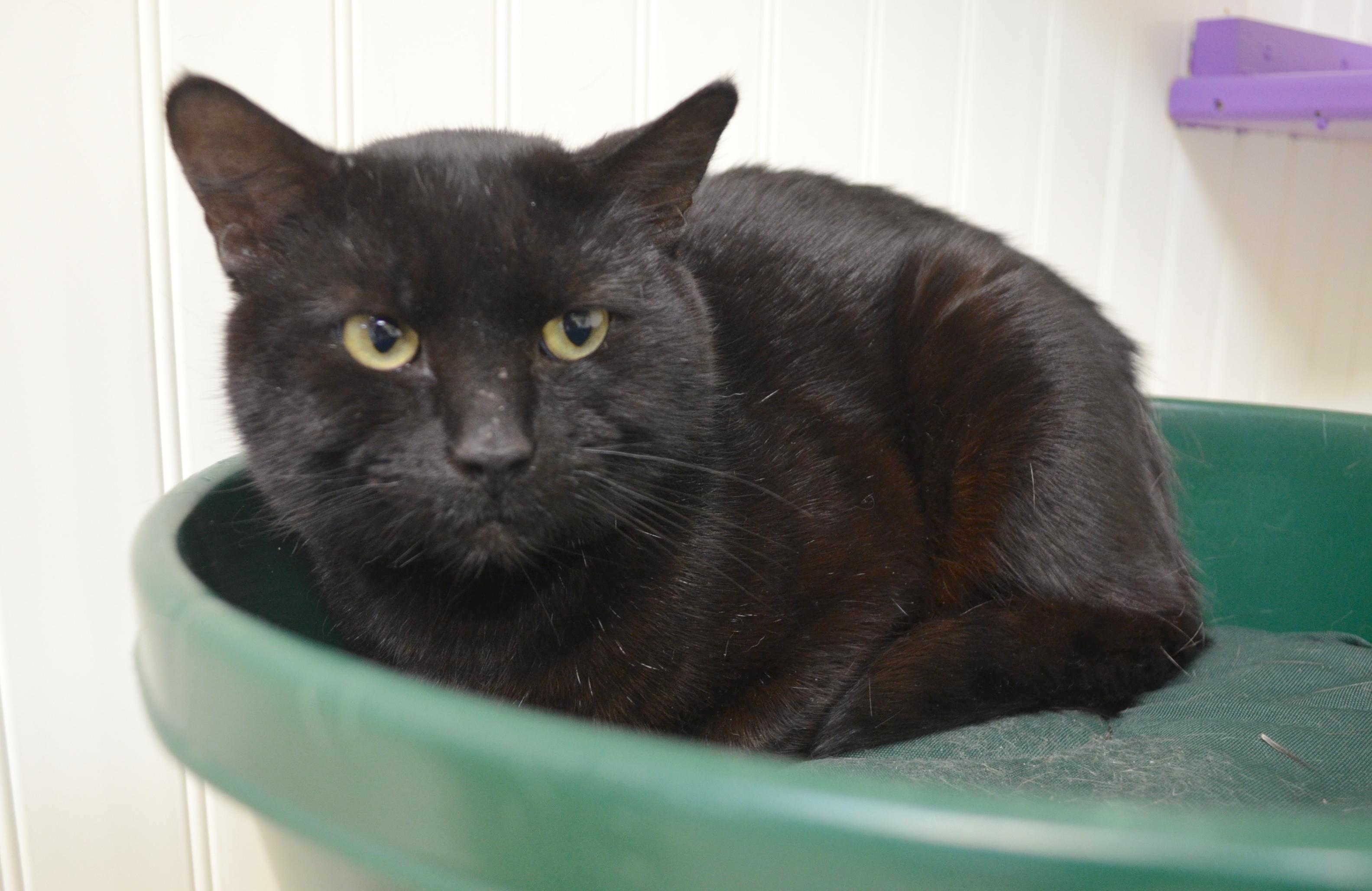 Rugby, ADOPTABLE, Young Male Domestic Short Hair.