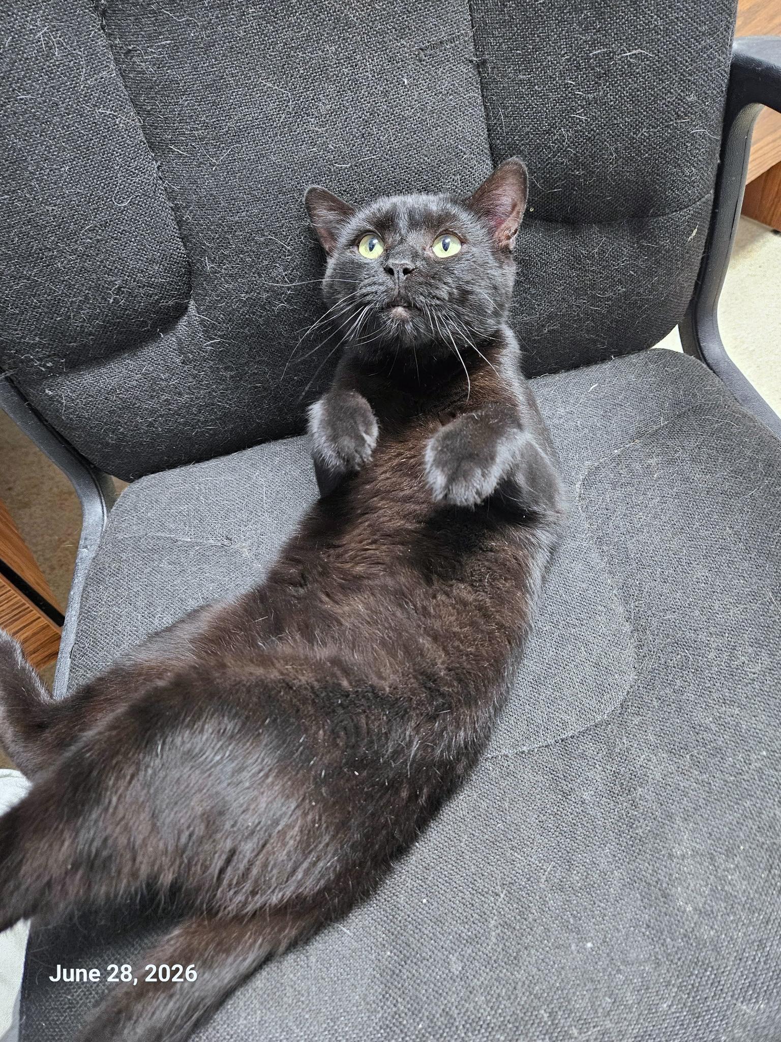Rugby, a ADOPTABLE Domestic Short Hair in Westbrook, CT image 1/6