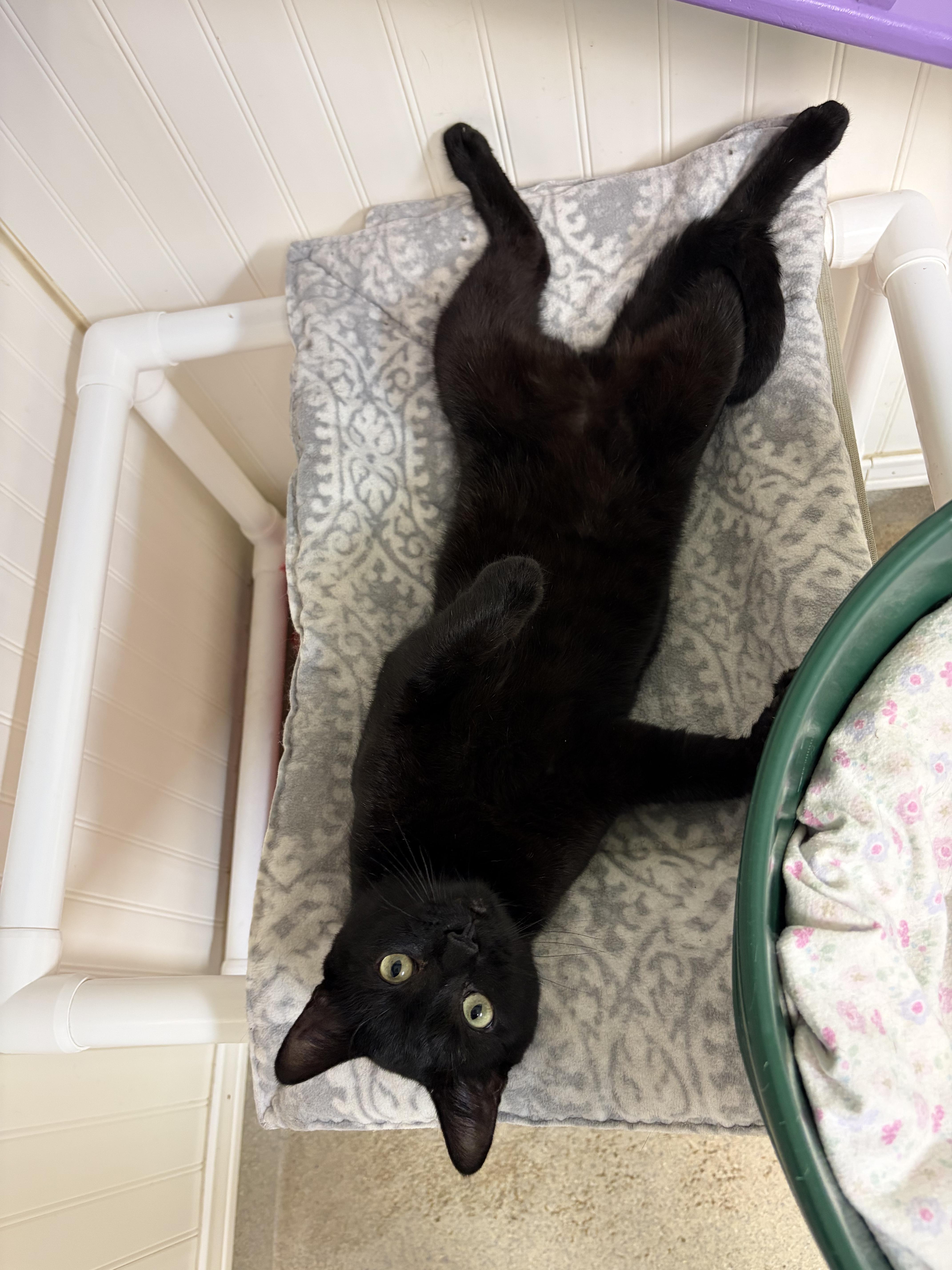 Rugby, ADOPTABLE, Young Male Domestic Short Hair.