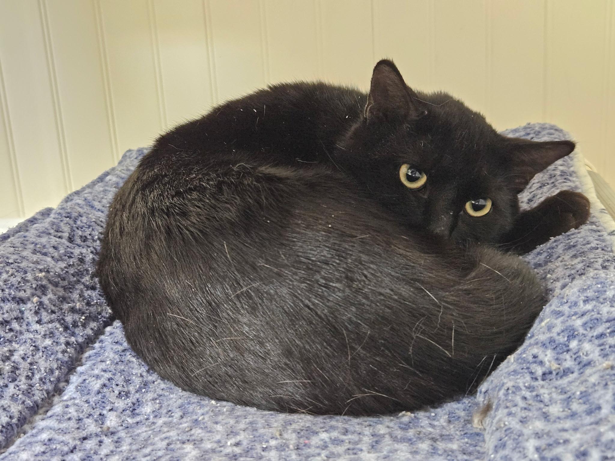 Rugby, a ADOPTABLE Domestic Short Hair in Westbrook, CT image 5/5