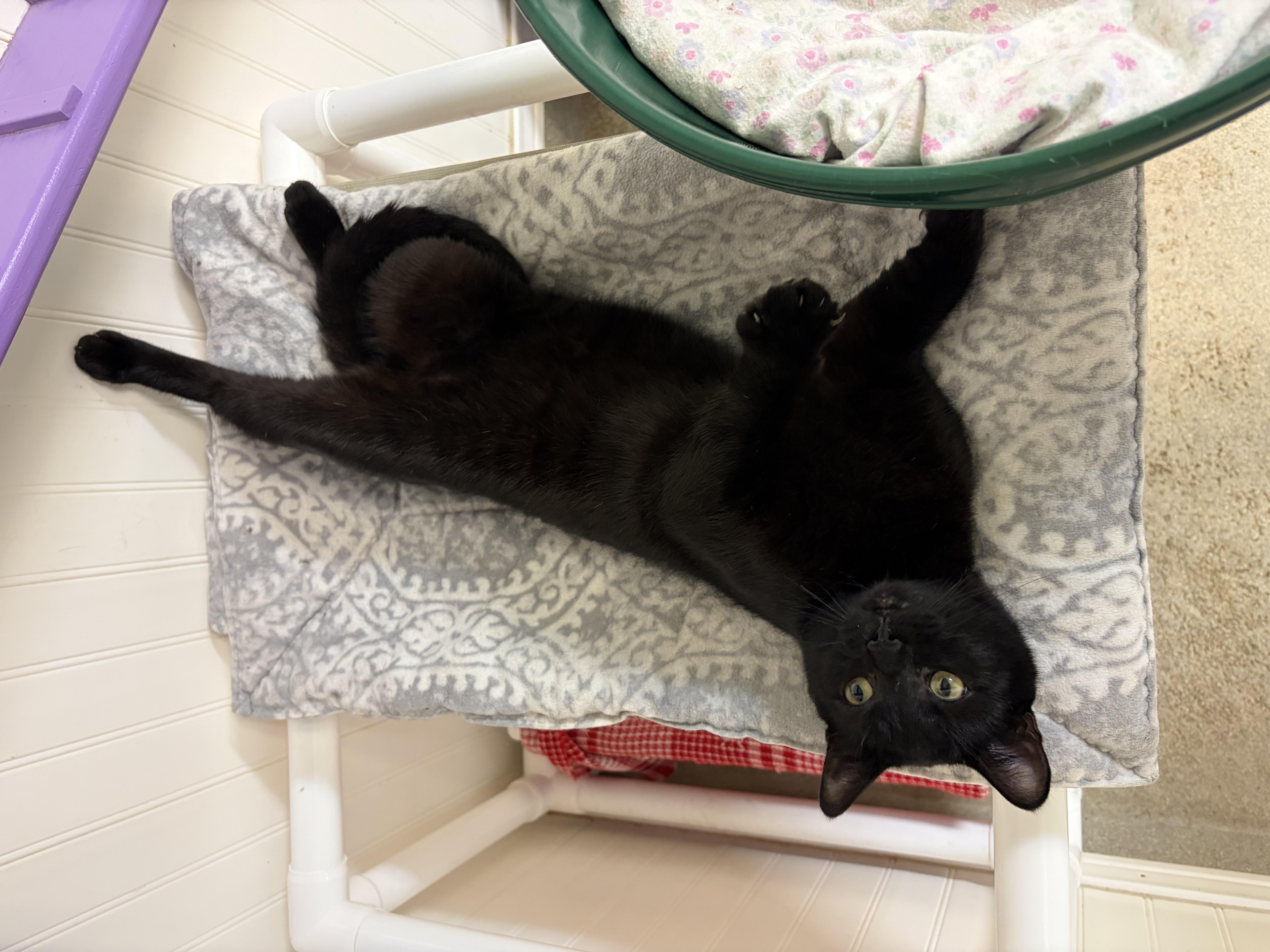 Rugby, a ADOPTABLE Domestic Short Hair in Westbrook, CT image 6/6