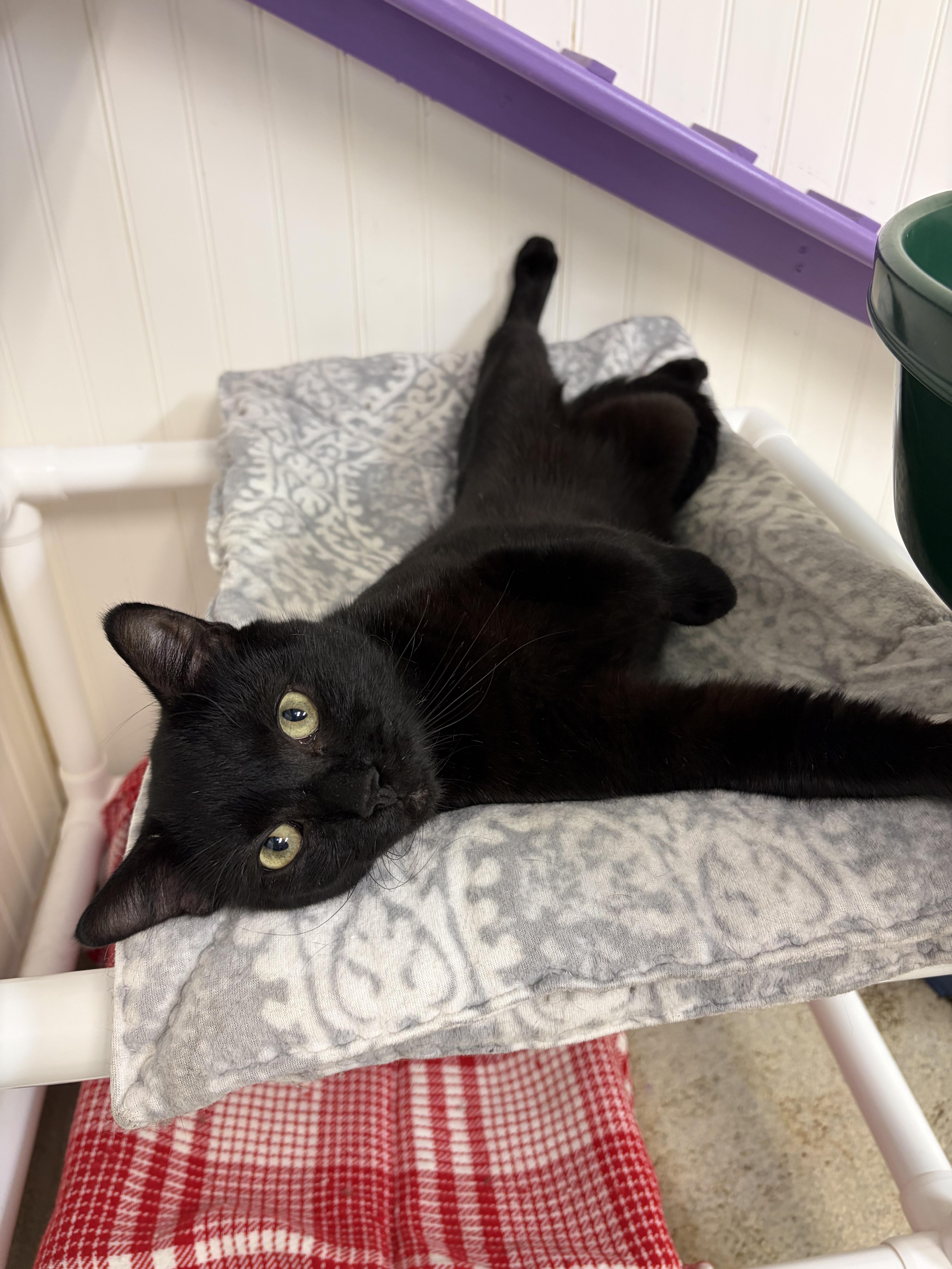 Rugby, a ADOPTABLE Domestic Short Hair in Westbrook, CT image 5/6
