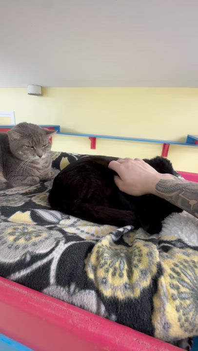 Enlarge Rugby, a ADOPTABLE Domestic Short Hair in Westbrook, CT video 3/5
