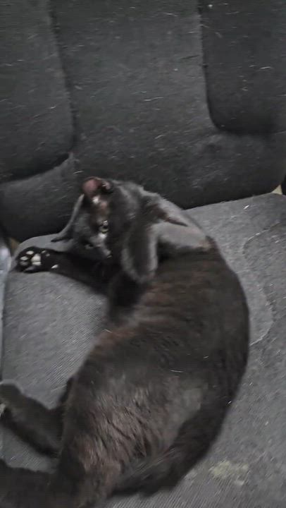Enlarge Rugby, a ADOPTABLE Domestic Short Hair in Westbrook, CT video 6/6
