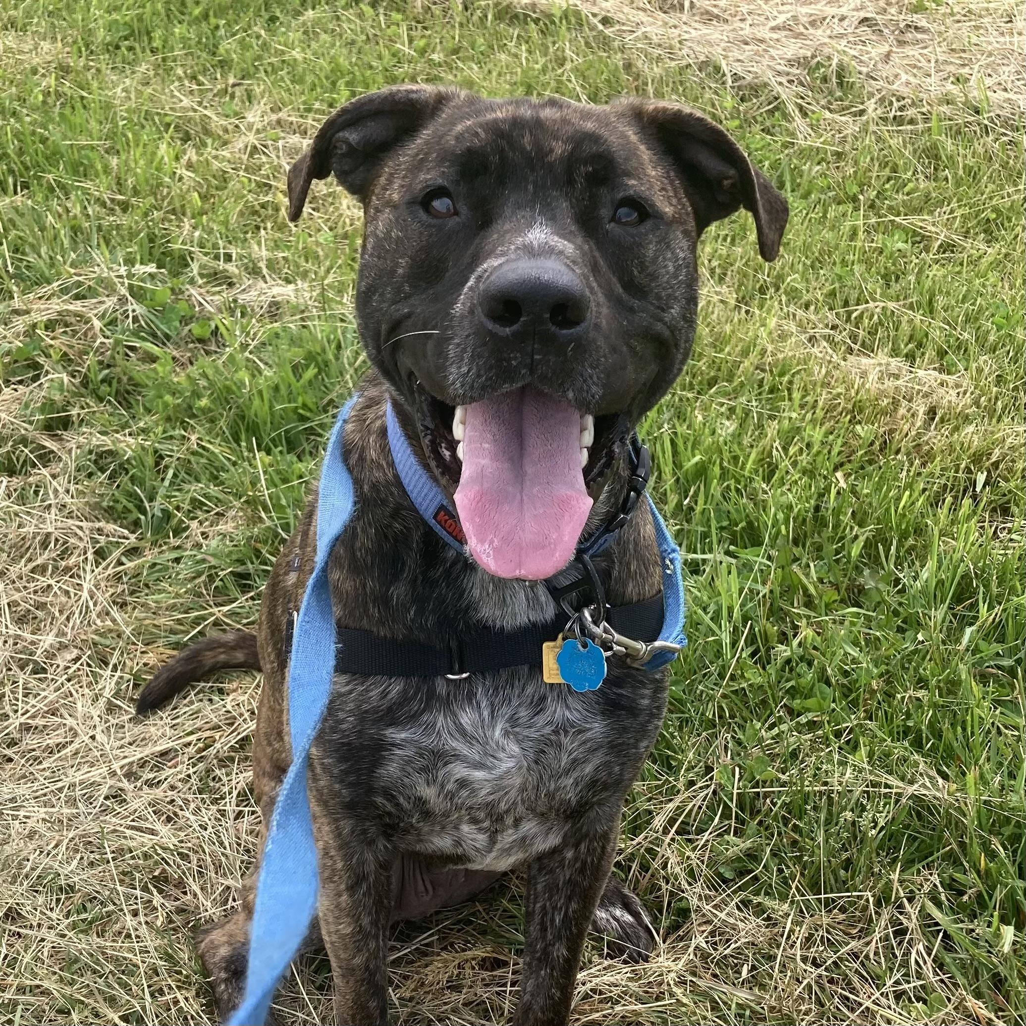 Zeke, a ADOPTABLE mixed breed in Ithaca, NY image 1/3