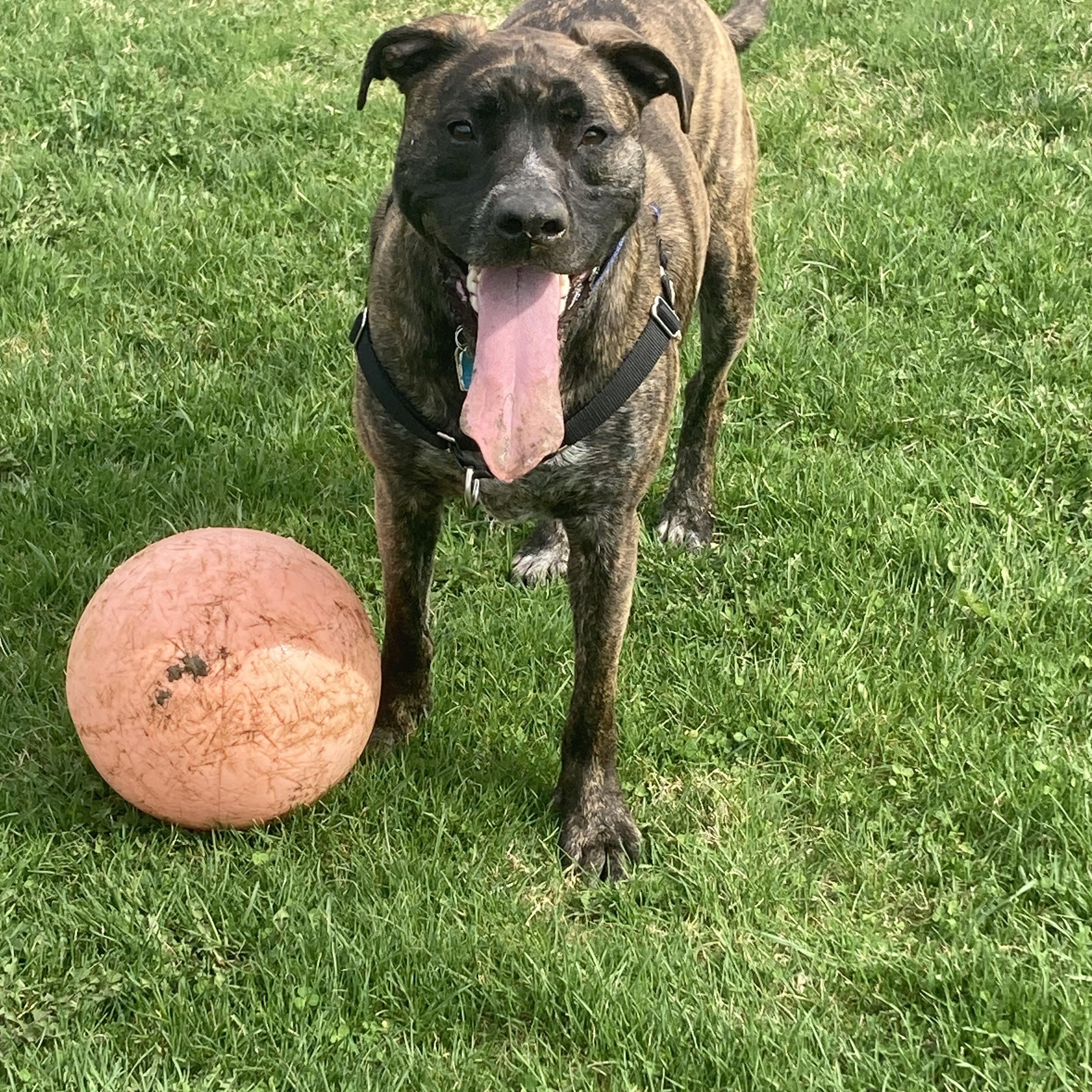 Zeke, a ADOPTABLE mixed breed in Ithaca, NY image 3/3