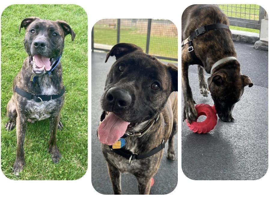 Zeke, a ADOPTABLE mixed breed in Ithaca, NY image 2/3