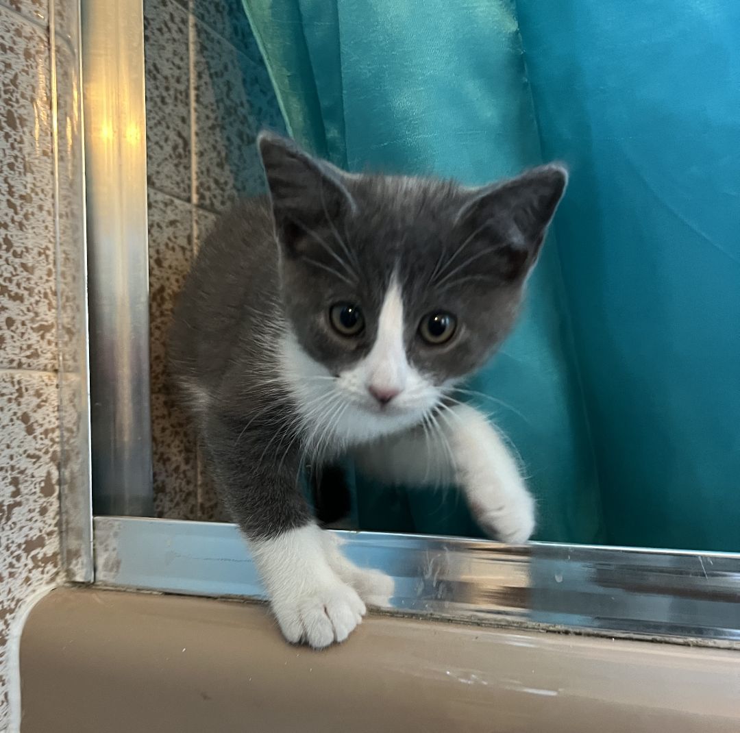 Molly, Adopted, Kitten Female Domestic Short Hair.