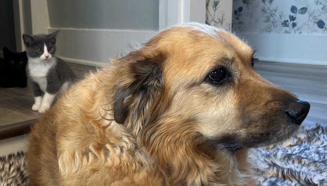 Enlarge Molly, a Adopted Domestic Short Hair in Manheim, PA image 2/6