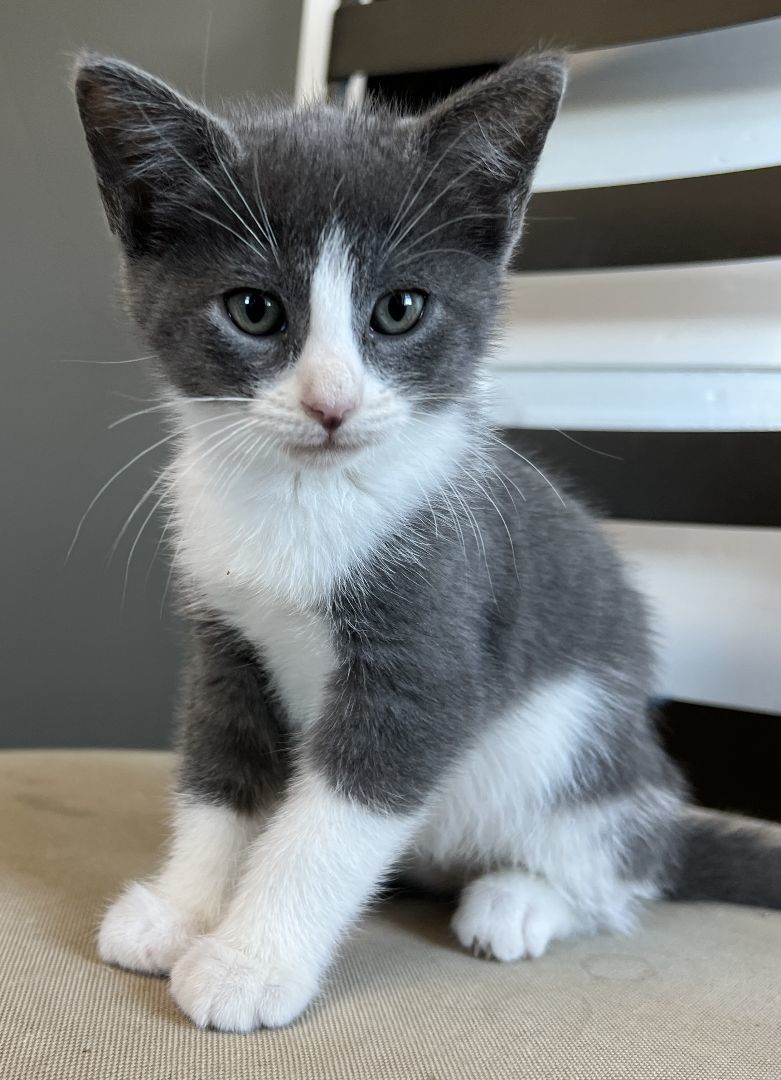 Enlarge Molly, a Adopted Domestic Short Hair in Manheim, PA image 3/6