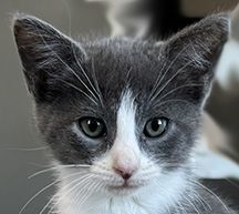 Enlarge Molly, a Adopted Domestic Short Hair in Manheim, PA image 4/6