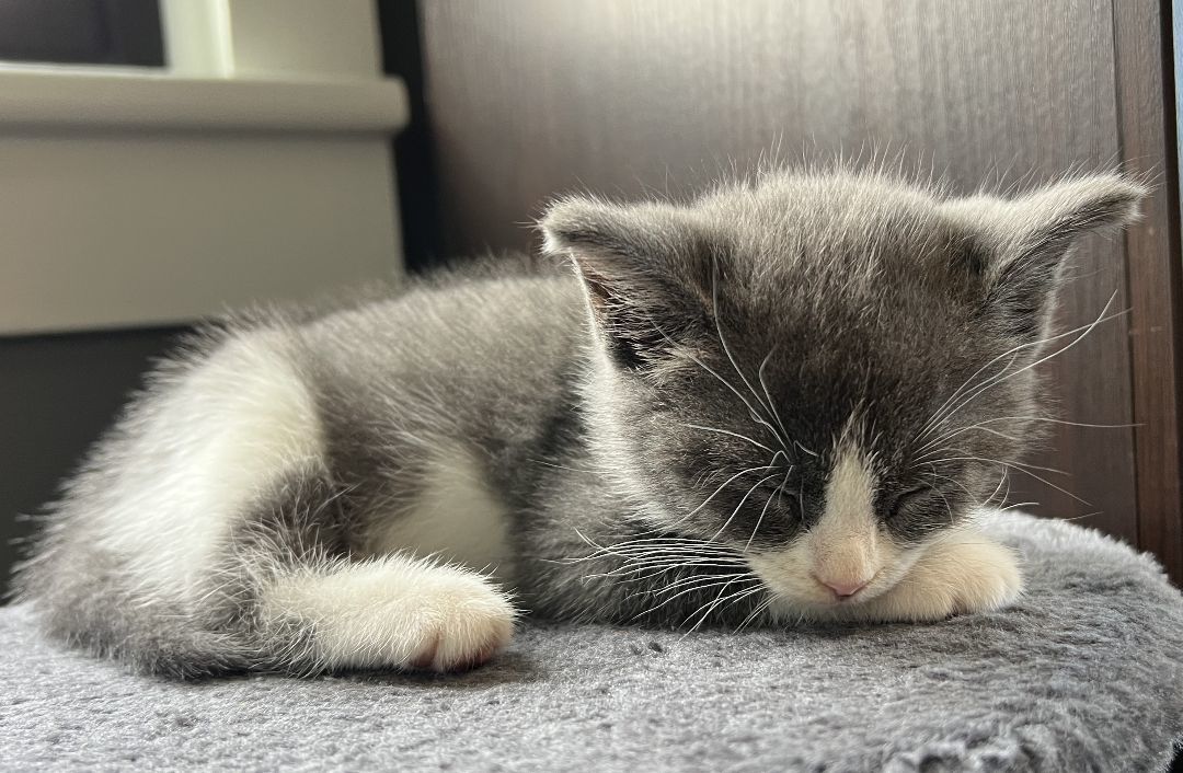 Enlarge Molly, a Adopted Domestic Short Hair in Manheim, PA image 5/6