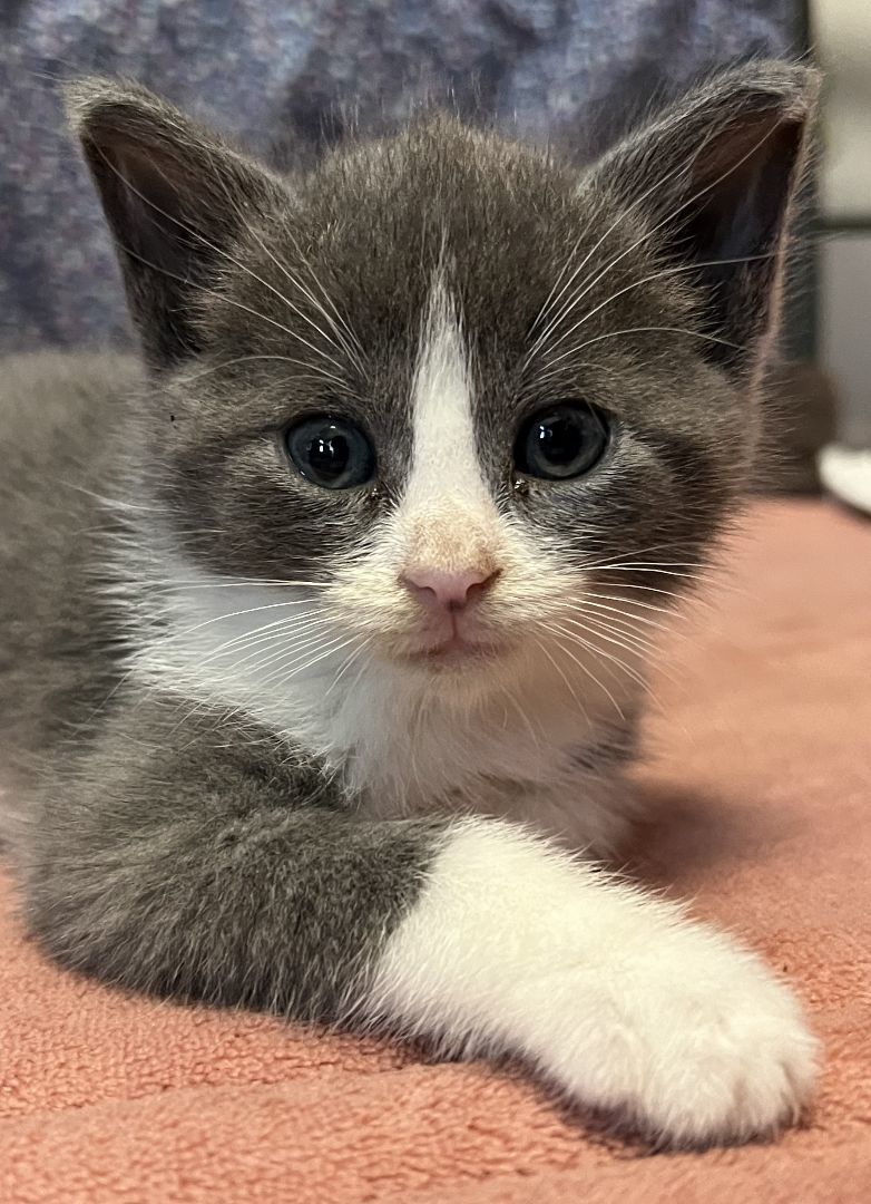 Enlarge Molly, a Adopted Domestic Short Hair in Manheim, PA image 6/6