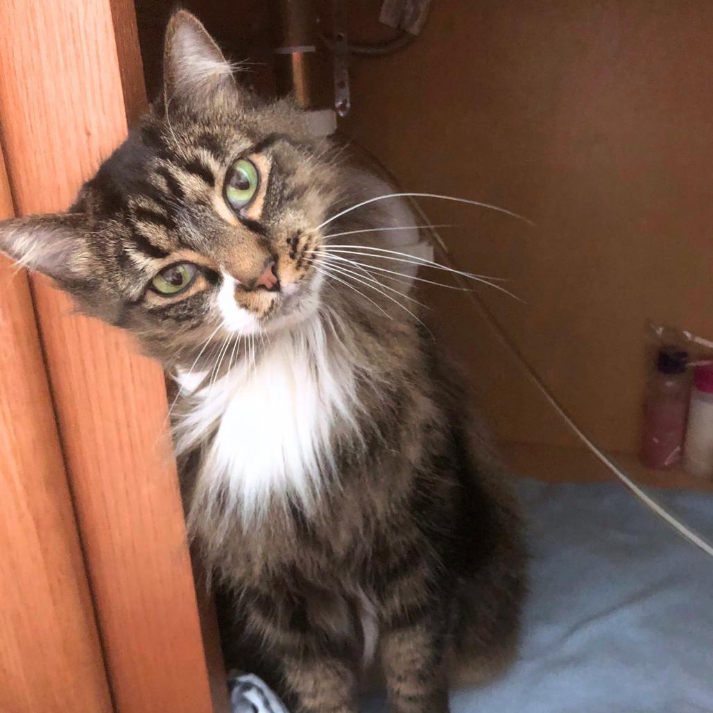 Freya, Adoptable, Adult Female Domestic Long Hair.