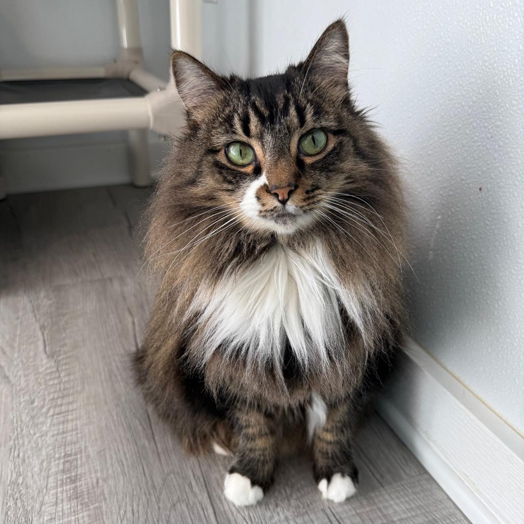 Enlarge Freya, a Adoptable Domestic Long Hair in Arden, NC image 2/6