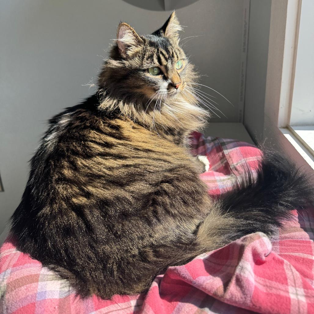 Enlarge Freya, a Adoptable Domestic Long Hair in Arden, NC image 3/6