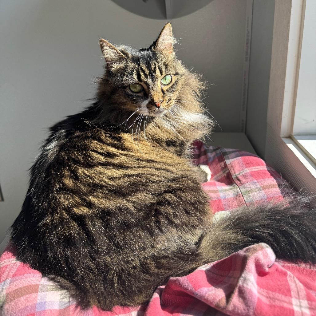 Enlarge Freya, a Adoptable Domestic Long Hair in Arden, NC image 4/6