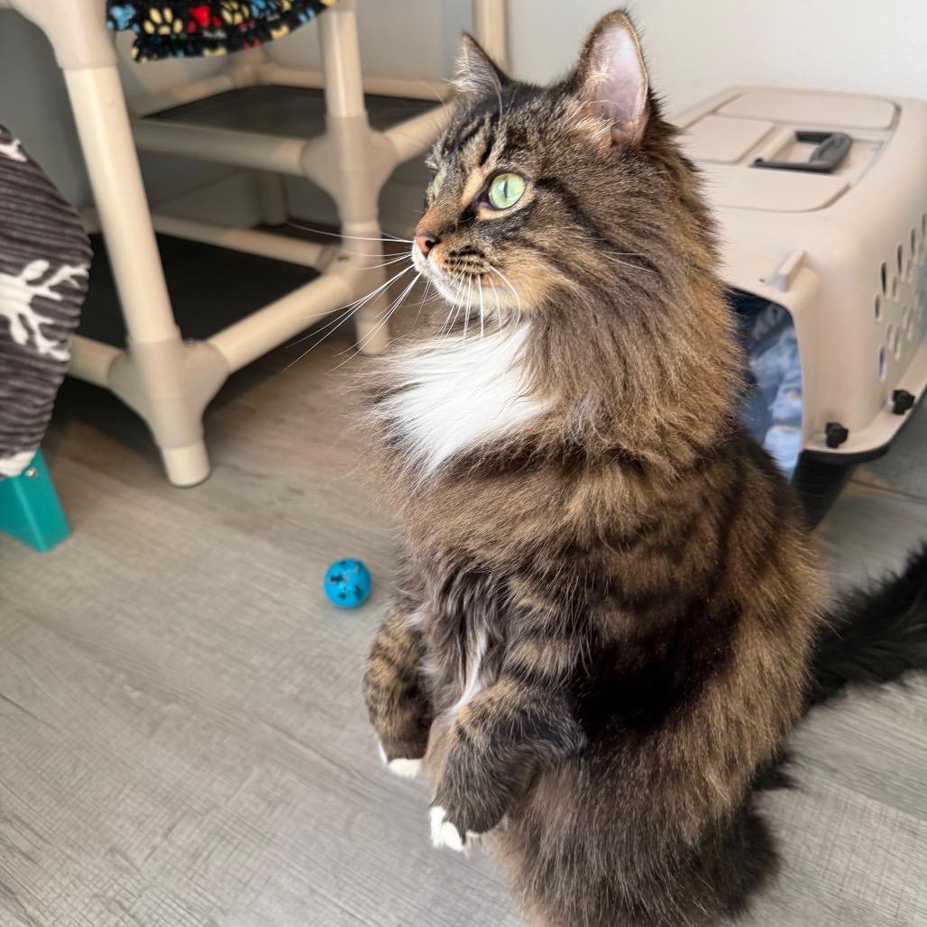 Enlarge Freya, a Adoptable Domestic Long Hair in Arden, NC image 5/6