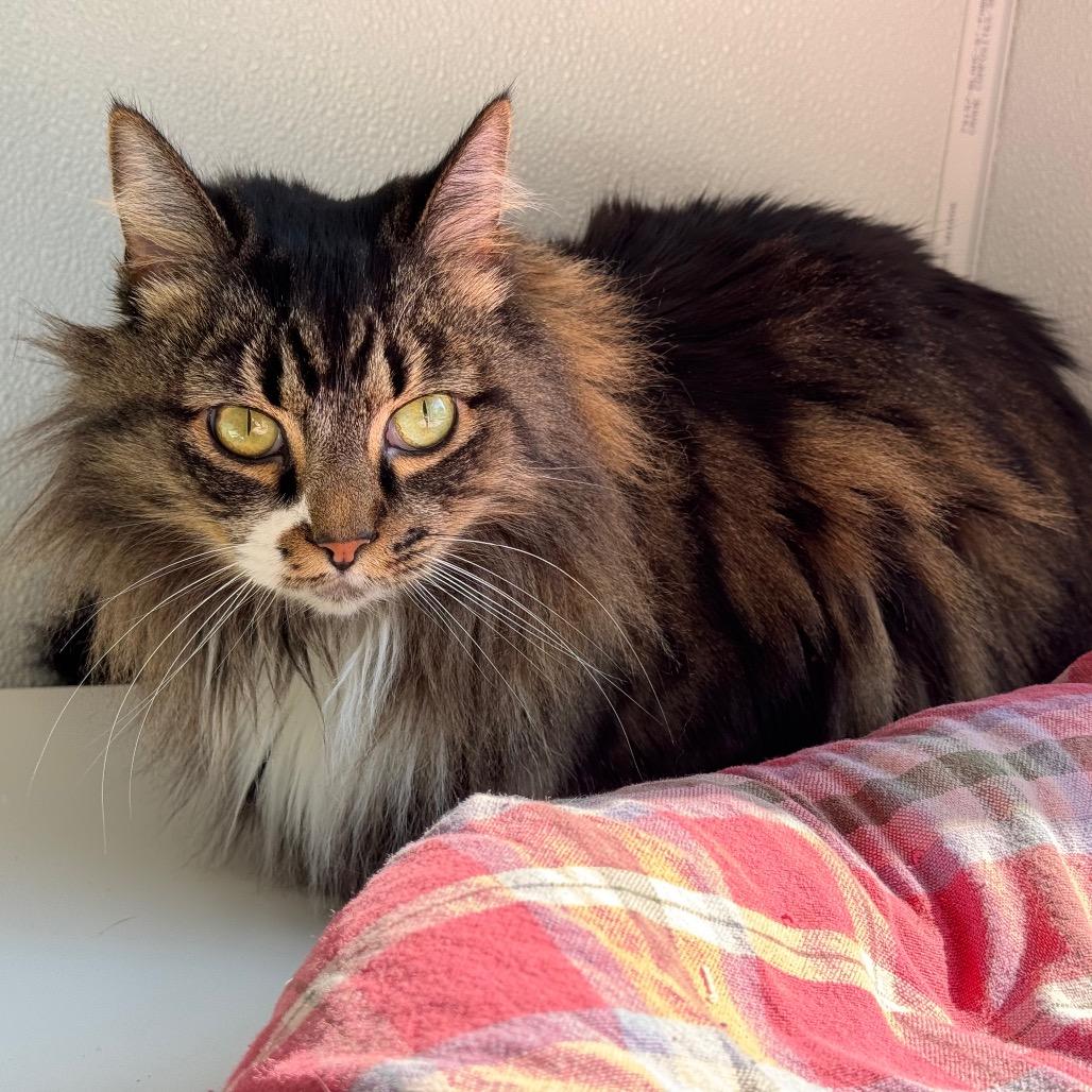 Enlarge Freya, a Adoptable Domestic Long Hair in Arden, NC image 6/6