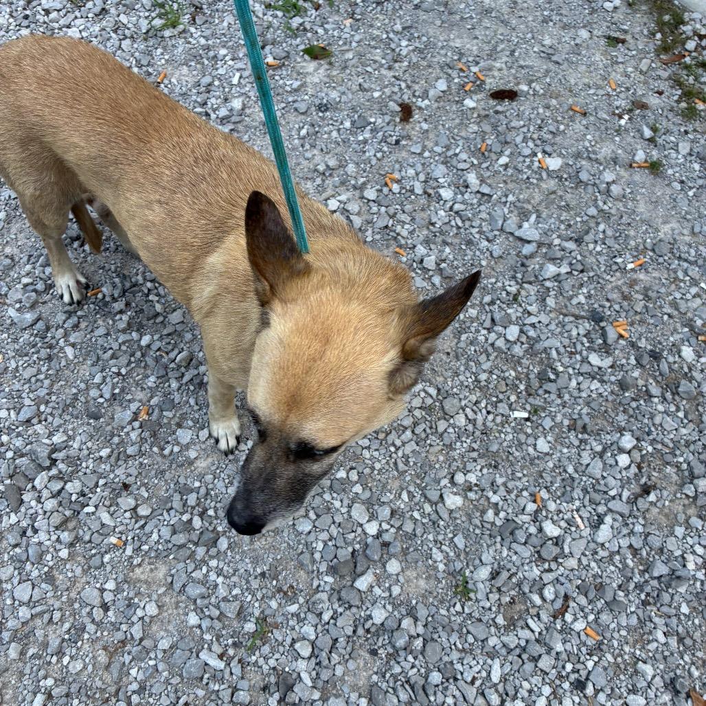 Enlarge Rio, a Adoptable Shepherd in Princeton, KY image 1/3
