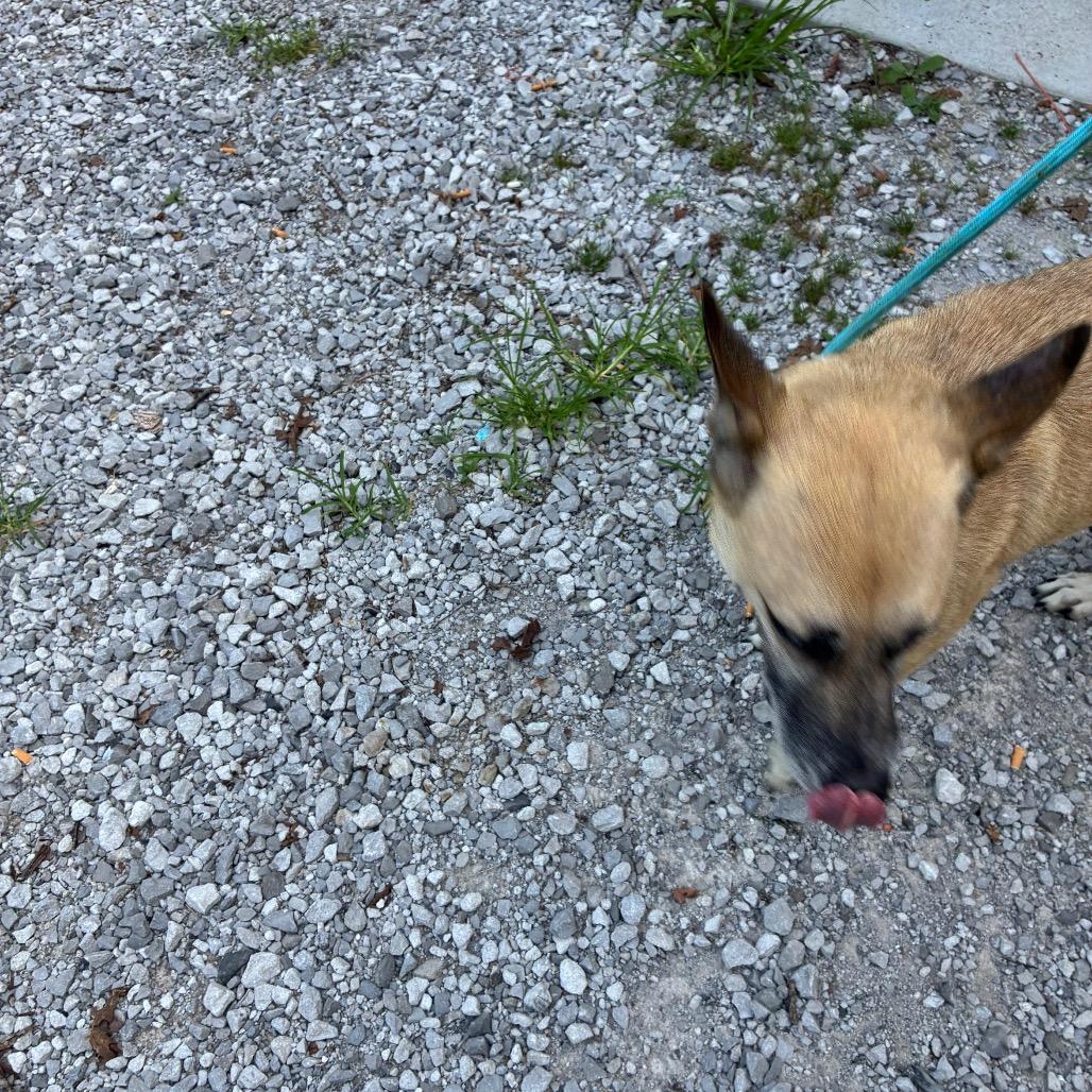 Enlarge Rio, a Adoptable Shepherd in Princeton, KY image 2/3