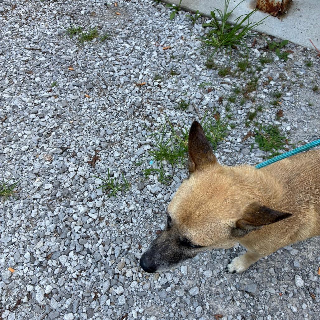 Enlarge Rio, a Adoptable Shepherd in Princeton, KY image 3/3
