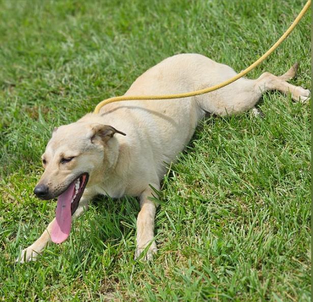 Layne, Young Female Shepherd