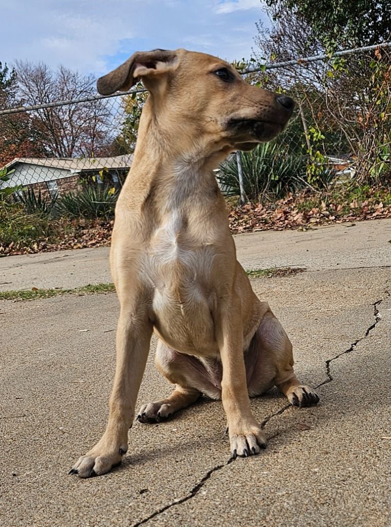 Enlarge Layne, a Adoptable mixed breed in Manchester, CT image 3/4
